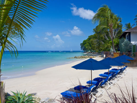 Sandpiper Caribbean Barbados