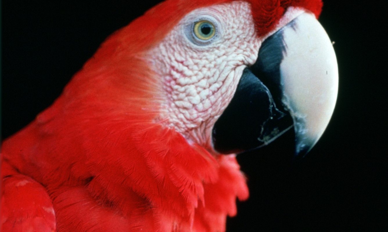 Brazil Amazon red macaw
