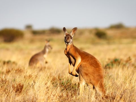 Australia kangaroo outback