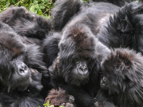 Sabyinyo Silverback Lodge, Virungas Volcano, Rwanda