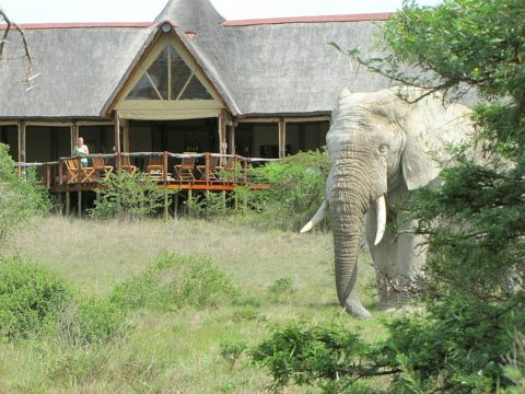 Bush Lodge, Amakhala Reserve, Eastern Cape, South Africa