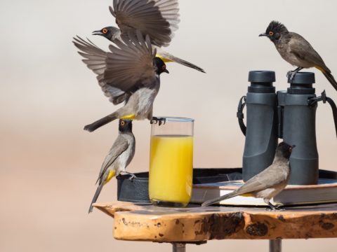Andersson’s Camp at Ongava, Near Etosha National Park, Namibia