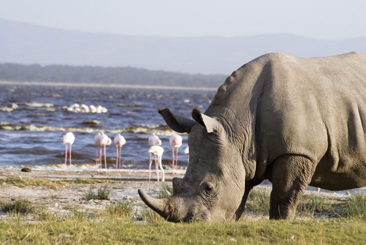 Rhinos and Flamingos