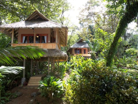 Copa de Arbol, Osa Peninsula, Costa Rica
