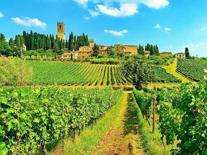 Tuscany vineyards